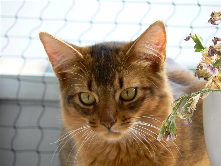 Somali Catika's In the Ghetto billede 16