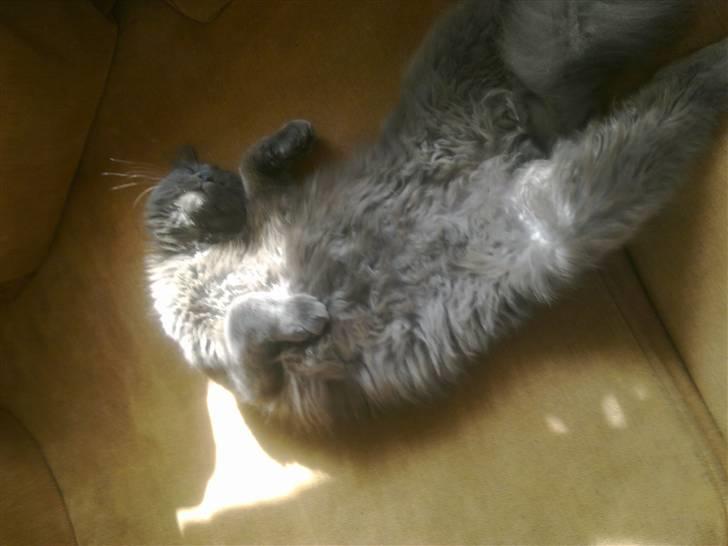 Norsk Skovkat cæcar billede 7