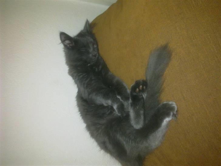 Norsk Skovkat cæcar billede 8