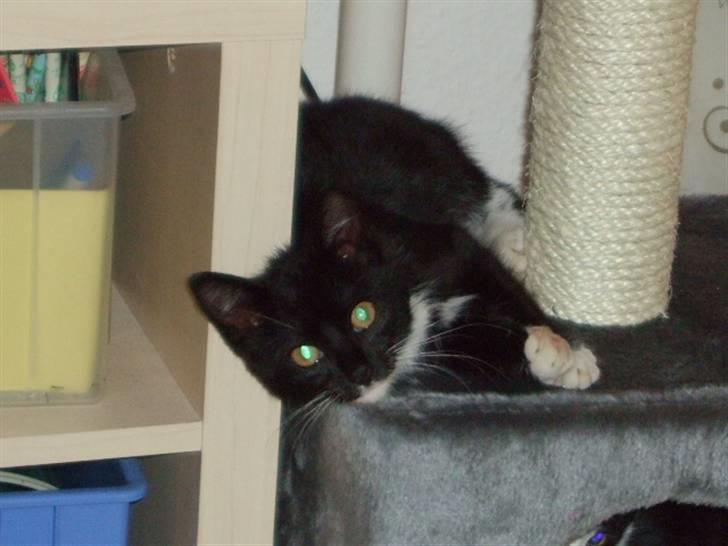 Huskat Mille - lille my billede 7