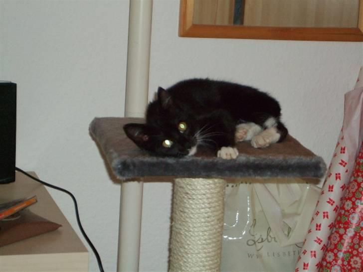 Huskat Mille - lille my billede 8