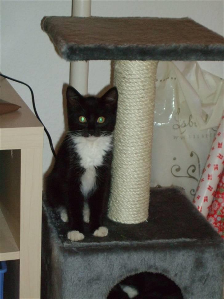 Huskat Mille - lille my billede 9