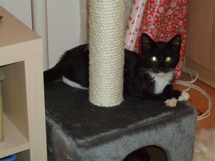 Huskat Mille - lille my billede 10