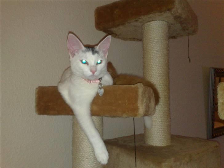 Huskat nemo billede 1