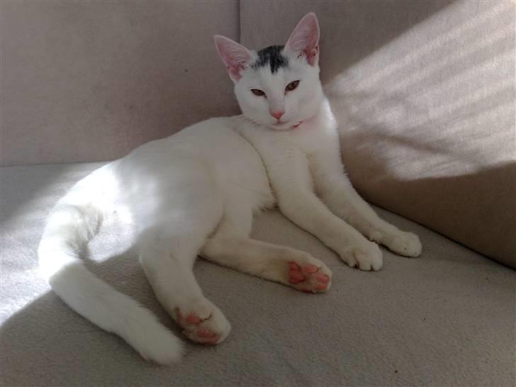 Huskat nemo billede 2