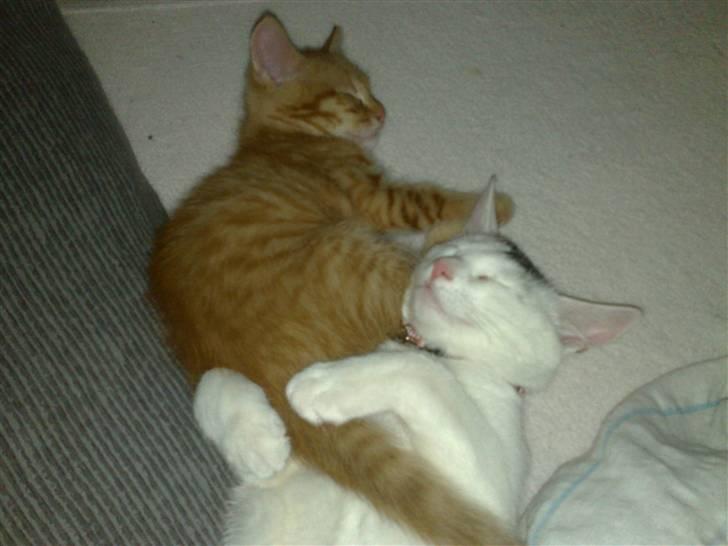 Huskat nemo billede 3