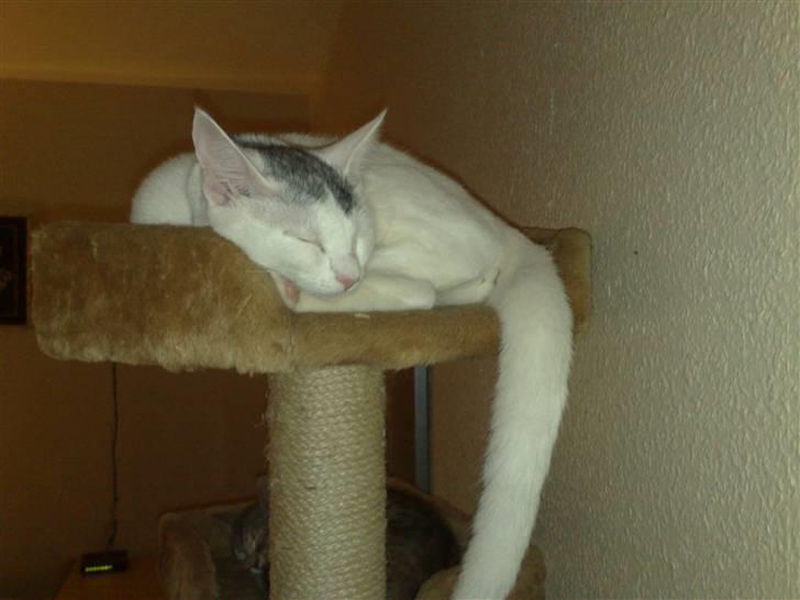 Huskat nemo billede 4