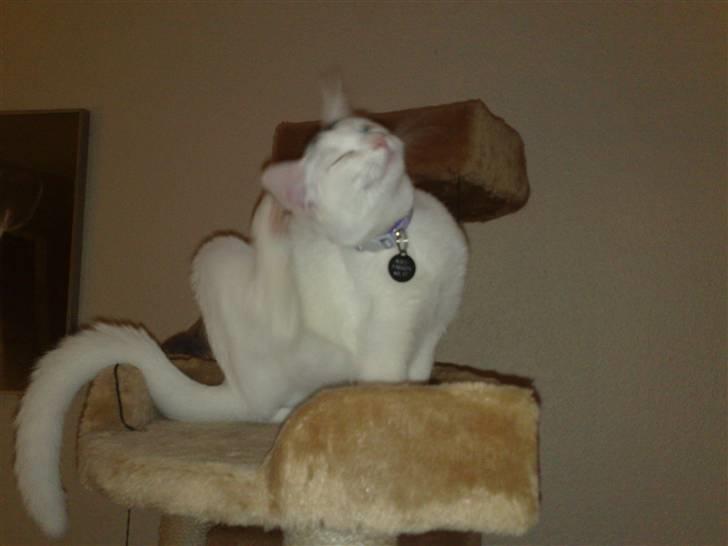 Huskat nemo billede 5