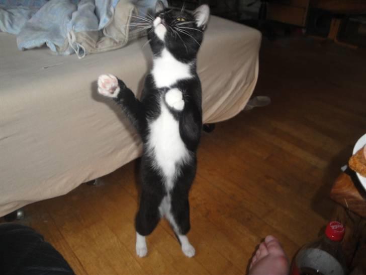 Huskat Pepe - sejeg kan stå på mine bagben er jeg ikke en dygtig lille mis billede 7