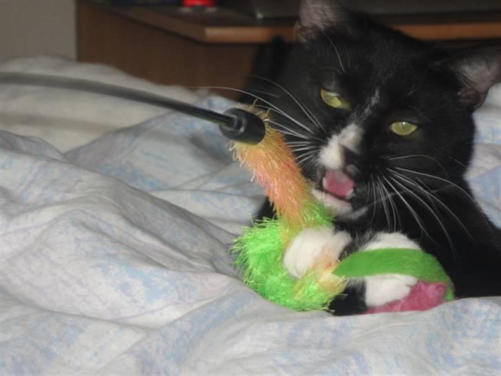 Huskat Pepe - Det er min drillepind og du skal ikke prøve på at tag den fra miiiig, farmand billede 9