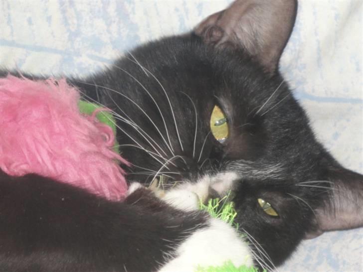 Huskat Pepe billede 10