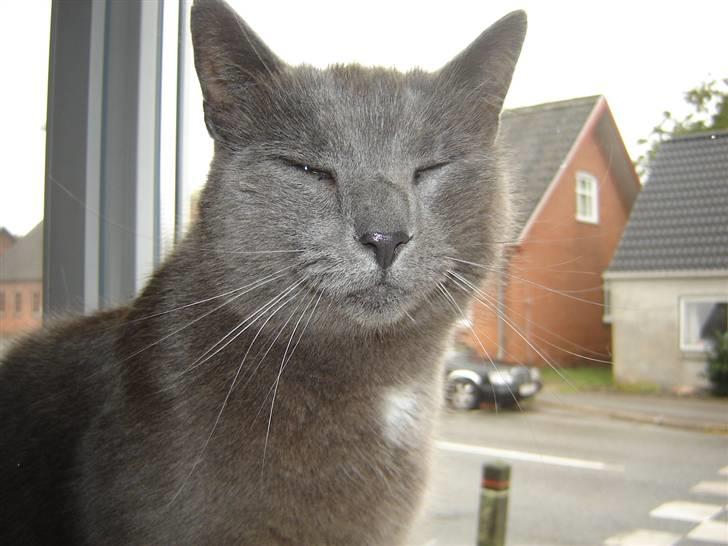 Blanding af racer Malte billede 1