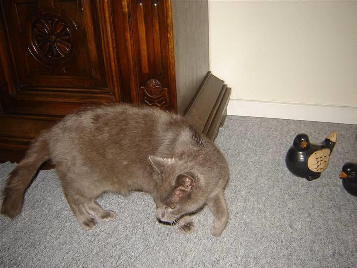 Blanding af racer Malte billede 2