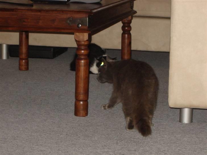 Blanding af racer Malte billede 3