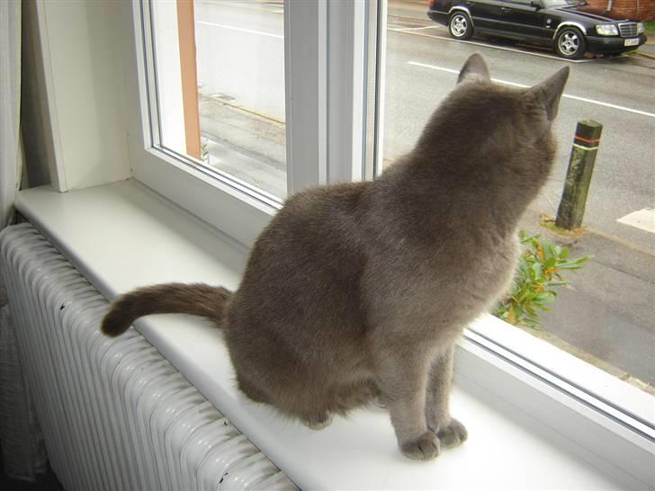 Blanding af racer Malte billede 4