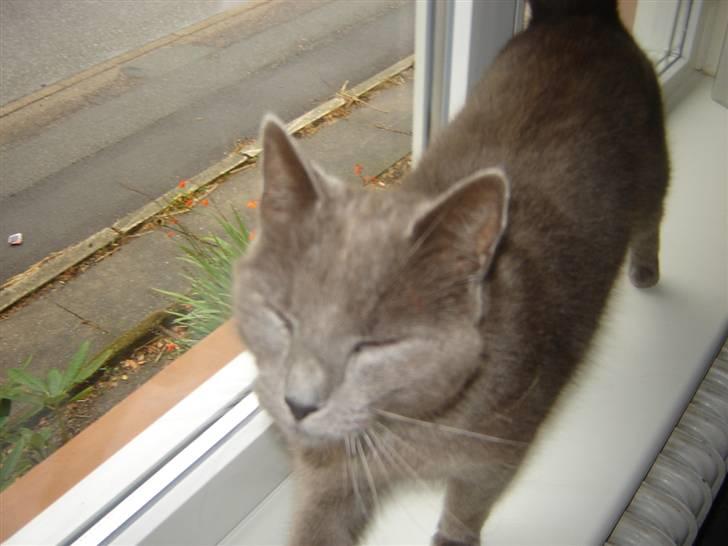 Blanding af racer Malte billede 5