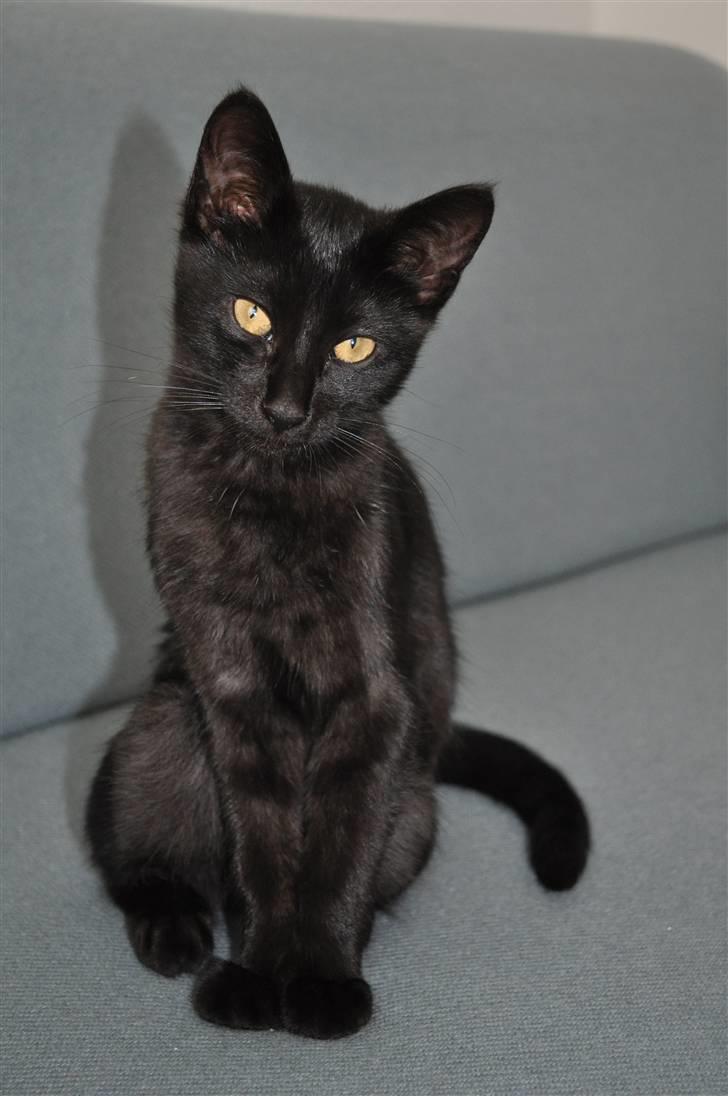 Blanding af racer Sophie Joy billede 1