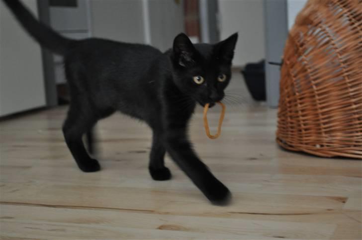 Blanding af racer Sophie Joy billede 2