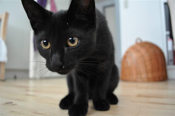 Blanding af racer Sophie Joy billede 3