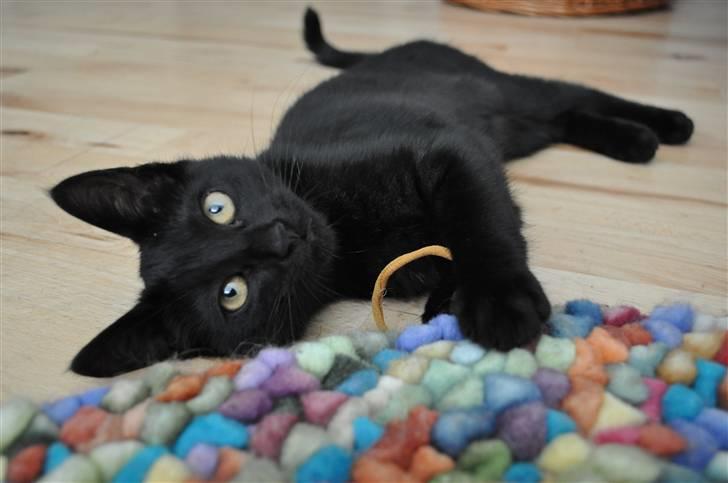 Blanding af racer Sophie Joy billede 4