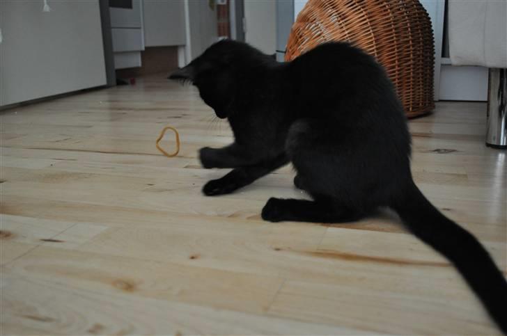 Blanding af racer Sophie Joy billede 5