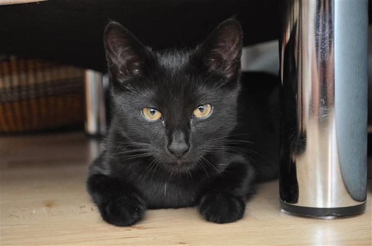 Blanding af racer Sophie Joy billede 6