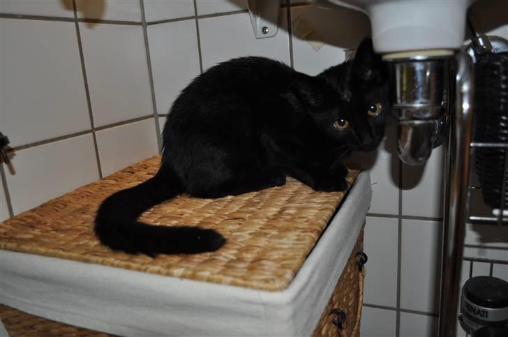 Blanding af racer Sophie Joy billede 7