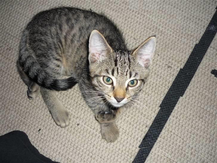 Huskat junior  billede 1