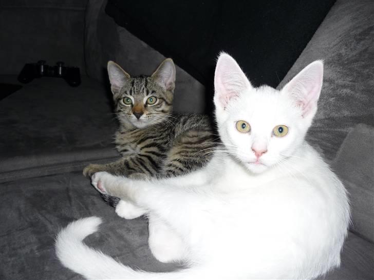 Huskat junior  - ion og lille junior. de  slagsbrødre:) billede 2