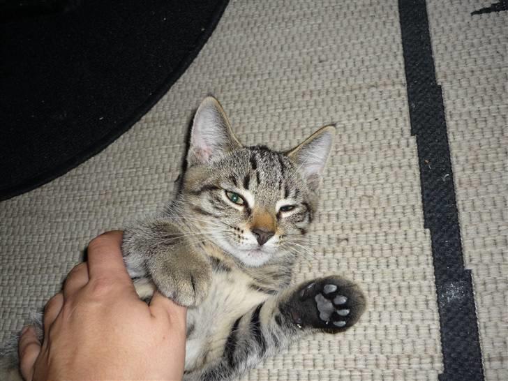 Huskat junior  billede 3