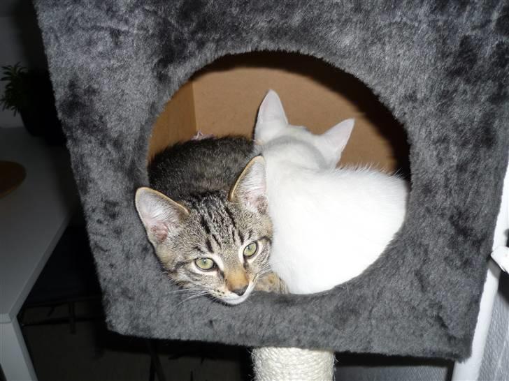 Huskat junior  billede 4