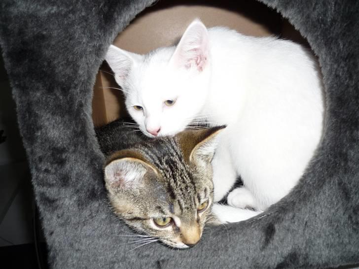 Huskat junior  billede 5