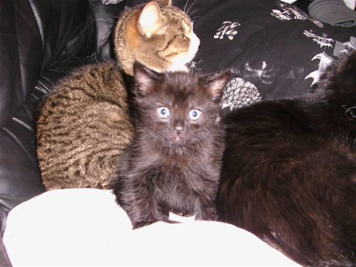 Blanding af racer Piv Piv billede 13