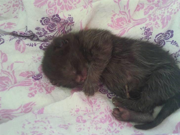 Blanding af racer Piv Piv - 1 dag gammel :) billede 14