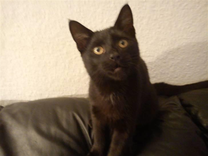 Blanding af racer Piv Piv - 5 måneder gammel. billede 15