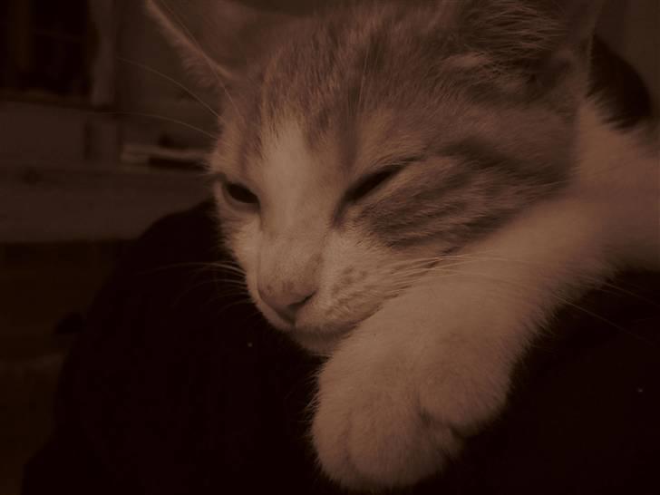 Huskat Joe billede 5