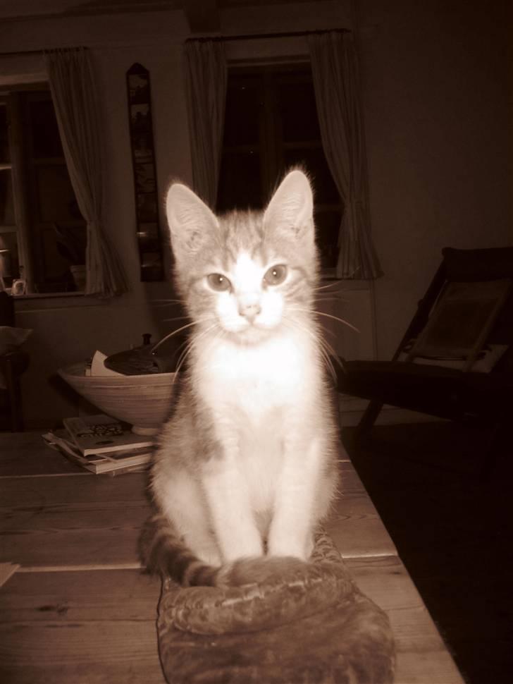 Huskat Joe billede 6