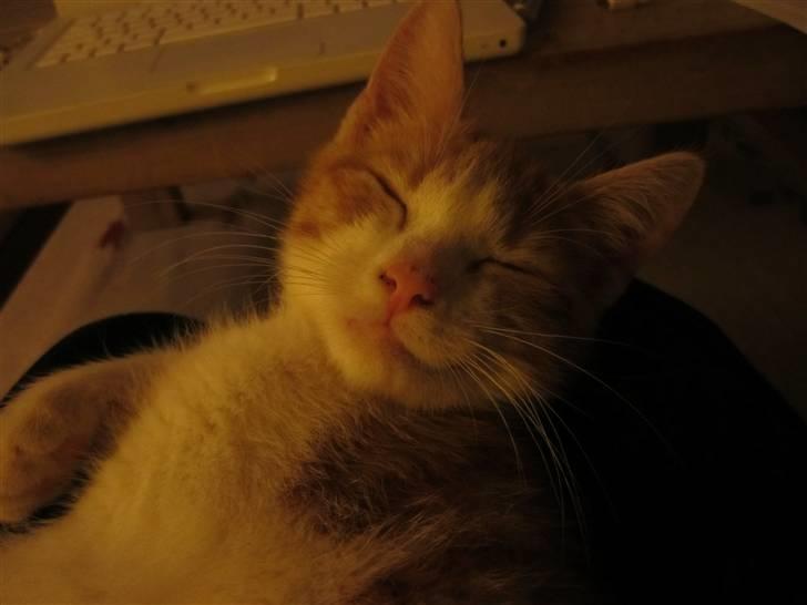 Huskat Joe billede 7