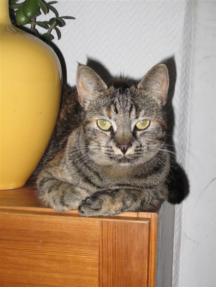 Huskat Janis billede 13