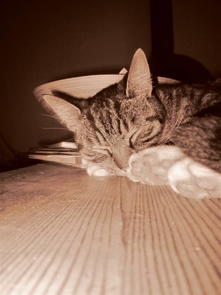 Huskat Humbug billede 7