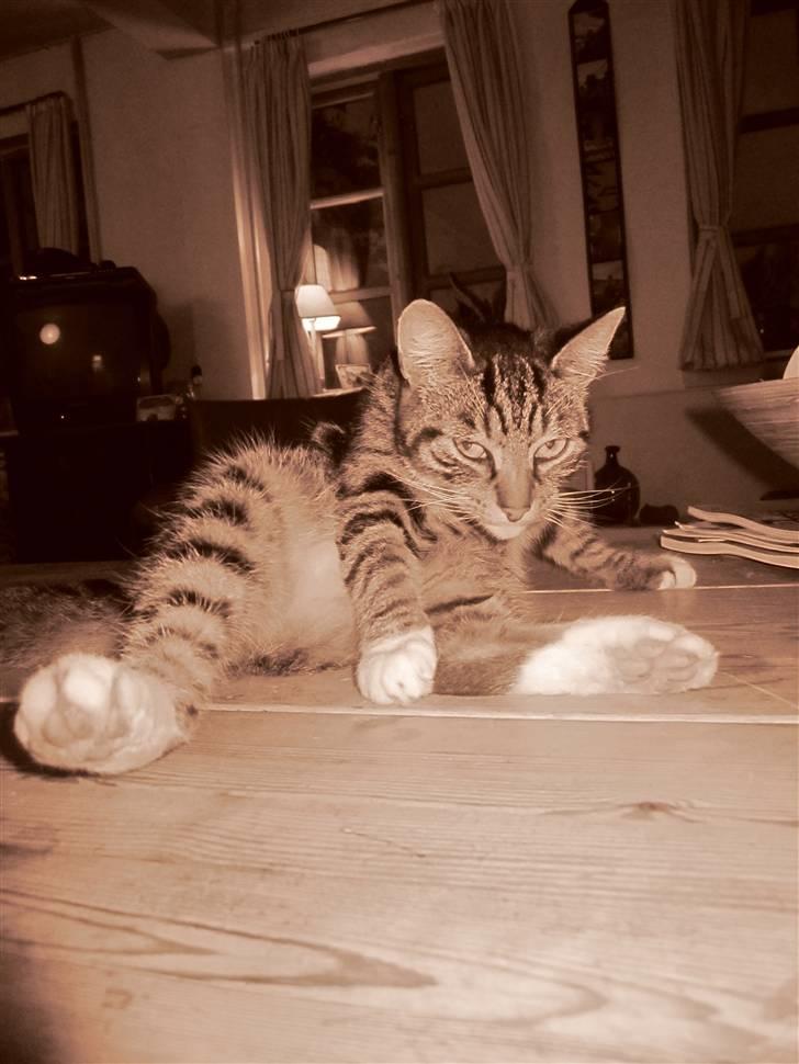 Huskat Humbug billede 8