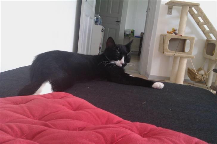 Blanding af racer Blobber  billede 17