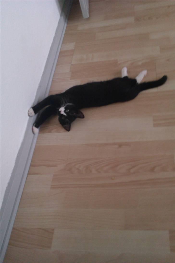 Blanding af racer Blobber  billede 18