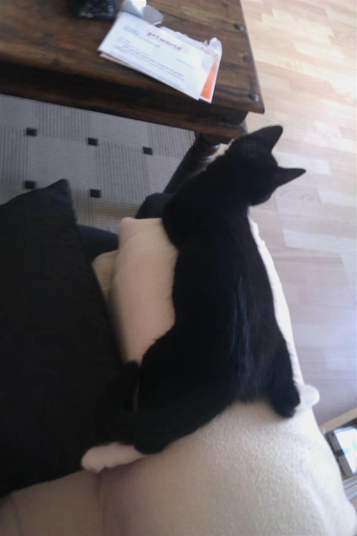 Blanding af racer Blobber  billede 20