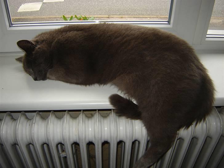 Blanding af racer Malte billede 6