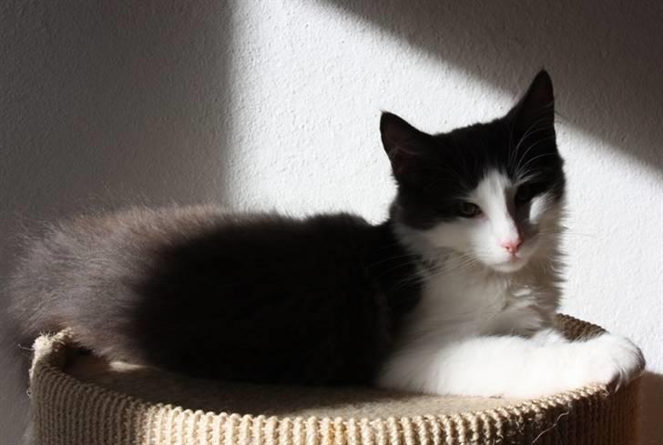 Norsk Skovkat Miss Ronski's Blue Baloo billede 2