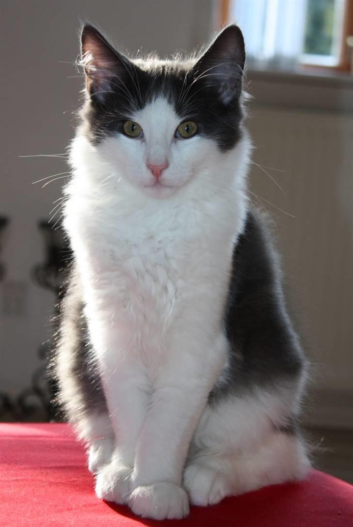 Norsk Skovkat Miss Ronski's Blue Baloo billede 3