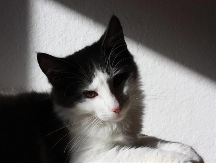 Norsk Skovkat Miss Ronski's Blue Baloo billede 4