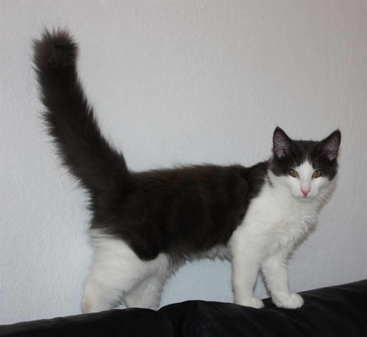 Norsk Skovkat Miss Ronski's Blue Baloo billede 5