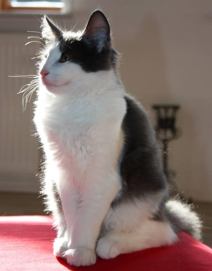 Norsk Skovkat Miss Ronski's Blue Baloo billede 6